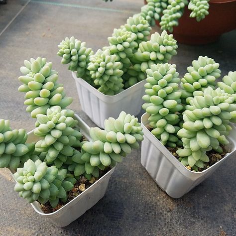 Burrows Tail Plant Care, Burrows Tail, Burros Tail, Can Water, Succulent Care, Succulents Indoor, Garden Care, Plant Mom, The Soil