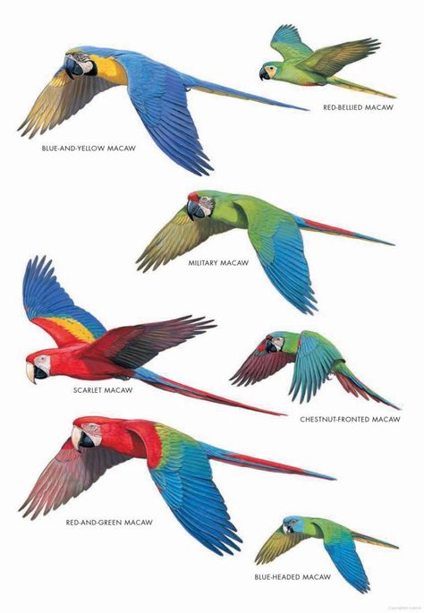 Macaw Illustration, Bird Evolution, African Lovebirds, Parrot Tattoo, Animal Infographic, Parrot Flying, Parrot Wings, Parrot Drawing, Parrots Art