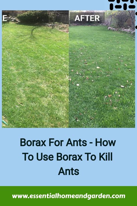 Borax For Ants - How To Use Borax To Kill Ants Borax Ant Poison Recipe, Ant Killer Borax, Borax To Kill Ants, Borax For Ants, Homemade Bug Repellent, Ant Trail, Borax Uses, Sugar Ants, Ant Problem