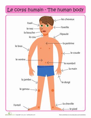 le corps : drawing of the body with French labels (no English translations, which is good)  {babybilingual.blogspot.com} French Body Parts, Learn French Fast, Learning French For Kids, Learn French Beginner, French Flashcards, Basic French Words, French Worksheets, French Activities, French For Beginners