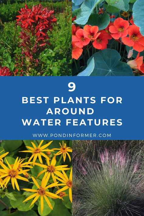 9 of the best plants to put around water features and fountains, their native regions, and how to plant and care for them. Plants For Water Fountains, Landscaping Around A Fountain, Plants For Water Features, Plants For Water Gardens, Plants For Ponds Landscapes, Yard Fountains Landscaping, Water Feature Plants, Plants For Around A Pond, Pond Plants Landscape Design