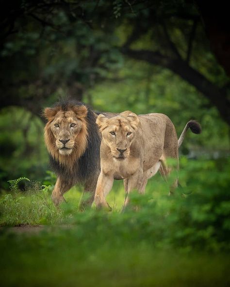 Asiatic Lions  Take an oath on this World Lion Day to help and save the natural habitat of the jungles king to ensure his survival. Happy World Lion Day. . . . . . . . . . .  Follow @bigcatsindia for more  To view more wildlife images follow @urmiljhaveri  #worldlionday #bigcatsindia #bigcats #savebigcats #savetigers #savelions #saveleopards #savewildlife #savenature #savethetiger #wildlifeconservation #wildlifephotography #wildlifeofindia #wildlife_india #wildlifeonearth #biodiversity #savechee Lion Reference, Fish And Rice, Gir Forest, Creature Creation, World Lion Day, Wildlife Of India, Asiatic Lion, Lion Couple, Save The Tiger