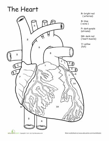 Worksheets: Awesome Anatomy: If I Only Had a Heart! Anatomi Dan Fisiologi, Anatomy Coloring, Human Body Worksheets, Human Body Science, Anatomy Coloring Book, Human Body Unit, The Human Heart, Heart Anatomy, 6th Grade Science