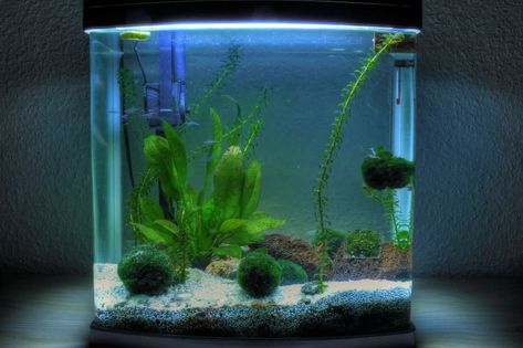 Best 5 Gallon Fish Tank: Buyer’s Guide, Stocking Suggestions and More… 5 Gallon Fish Tank, 3 Gallon Fish Tank, 5 Gallon Aquarium, Fish Tank Ideas, Snail Tank, Ghost Shrimp, Acrylic Aquarium, Guppy Fish, Glass Aquarium