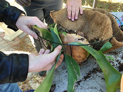 Staghorn Ferns Ideas, Staghorn Mounting Ideas, Elk Horn Fern Mount Ideas, Stag Horn Fern Hanging, Staghorn Fern Hanging Ideas, Mounting Staghorn Fern Diy, Diy Staghorn Fern Mount, Elkhorn Fern Mount Ideas, Staghorn Fern Mount Ideas Diy