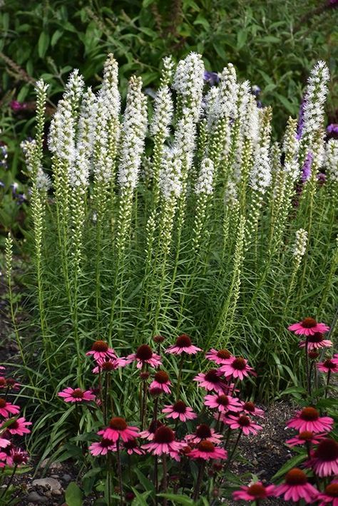 Blazing Star Flower, Liatris Spicata, Blazing Star, Low Water Gardening, Flower Identification, Diy Backyard Landscaping, Flower Spike, Native Garden, House Plants Decor