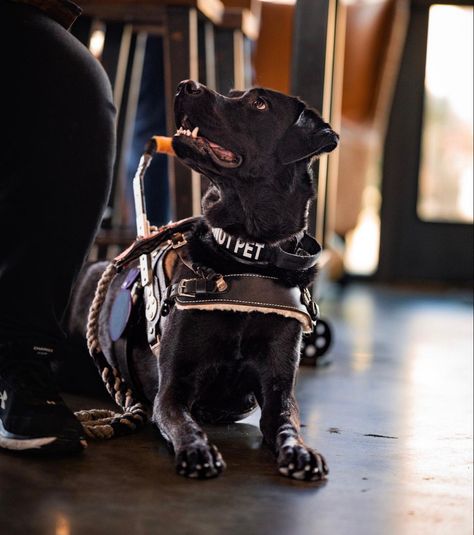 Lab Service Dog, Service Dog Aesthetic, Labrador Service Dog, Service Dog, Mobility Harness Service Dog, Service Dog Leash, Yellow Lab Service Dog, Black Labrador Service Dog, Photoshoot Idea