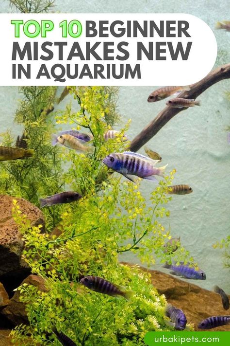 Starting a new aquarium can be an exciting and rewarding experience, but it can also be overwhelming for beginners who are just getting started. There are many factors to consider when setting up and maintaining an aquarium, and it's easy to make mistakes along the way. Here are the top 10 beginner mistakes to avoid when starting a new aquarium: Overcrowding: It's important to remember that fish need space to swim and grow, and overcrowding can cause stress and health problems. A... White Cloud Minnow, How To Make Fish, Aquarium Set, Nitrogen Cycle, Different Fish, Fish Care, Hiding Spots, Beneficial Bacteria, Aquarium Fish Tank