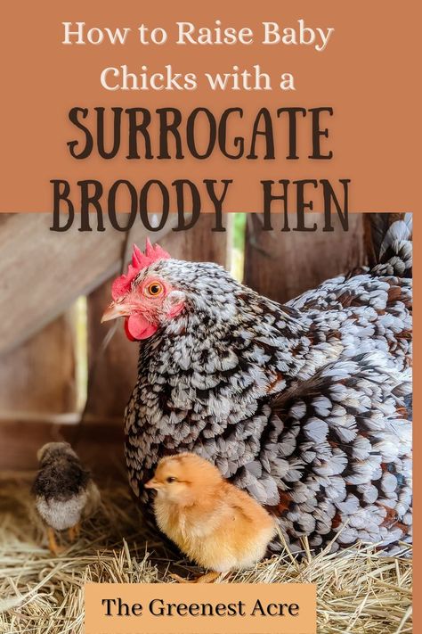 Want to raise baby chicks? If you have a broody hen in your flock, you can let her do all the hard work! Learn how to raise baby chicks with a surrogate broody hen in this article. Broody Hen, Baby Chicks Raising, Raising Chicks, Hens And Chicks, Baby Chicks, The Ranch, Green Thumb, Hard Work, Hen