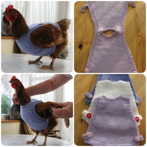 Knit Chicken, Chicken Harness, Chicken Diapers, Chicken Clothes, Chicken Accessories, Chicken Saddle, Chicken Sweater, Diy Pet Bed, Backyard Chicken Coop Plans