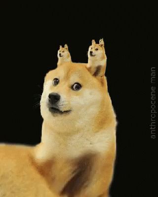 Doge Gif, Doge Meme, Shiba Inu Dog, Dog Memes, Breaking Bad, Keanu Reeves, Shiba Inu, 귀여운 동물, Cute Funny Animals