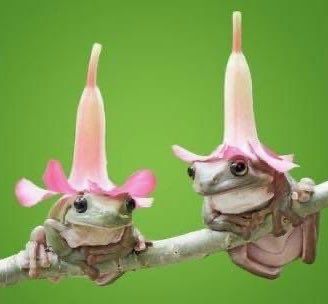 britt on Twitter: "art imitates art… " Frogs, I Want, On Twitter, Hats, Twitter, Flowers, Green, Hair, Art