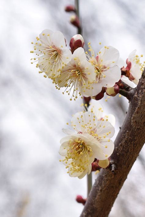 White plum blossoms in early Spring, Nanjing, China. White Plum Blossom, Nanjing China, Apricot Blossom, White Plum, Plum Blossoms, Nanjing, Plum Blossom, Early Spring, Spring Time