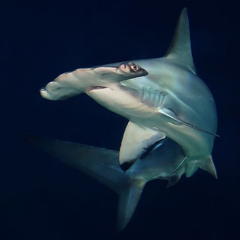 Hammerhead Shark Aquarium Window, Scalloped Hammerhead, Shark Lady, Hammerhead Sharks, Sea Things, Sea Dog, Aquatic Creatures, Water Creatures, Bull Shark