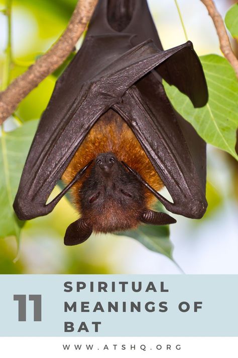 11 Spiritual Meanings of Bat Bat Omen Meaning, Seeing Bats Spiritual Meaning, Bat Symbolism Meaning, Bats In Witchcraft, Bat Tattoo Meaning, Bat Spiritual Meaning, Bat Spirit Animal Meaning, Bat Symbolism, Witch Meaning