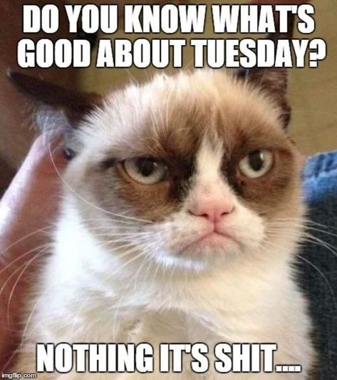 Tuesday.. let's do this🙄 Funny Tuesday Work Memes Hilarious, Tuesday Funny, Tuesday Meme Humor, Tuesday Meme, Tuesday Morning Memes Funny, Thursday Meme, Cat Quote, Meme Humor, Monday Coffee Meme