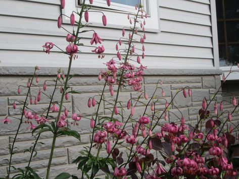 Martagon Lilies for Shade Gardens Lilium Martagon, Martagon Lily, Garden Catalogs, Shade Gardens, Lily Bulbs, Herbaceous Border, Garden Bulbs, Garden Tours, Fall Plants