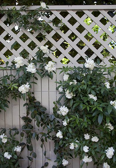 Credit: Sophia Evans/Sophia Evans The fence and planters are painted F&B French Gray Tiny Courtyard, Small Cottage Garden Ideas, Farrow & Ball, Courtyard Gardens Design, Flowers Growing, Garden Screening, Lan Can, Backyard Fences, White Gardens