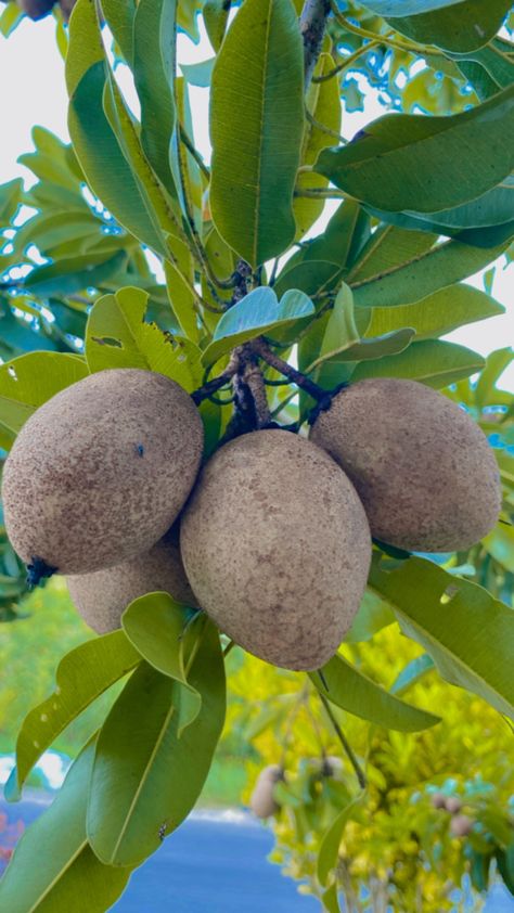 Trees, Fruit