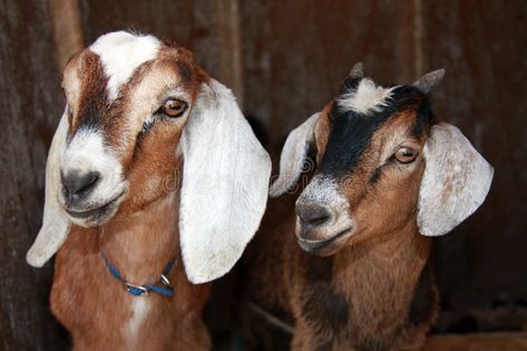 Nubian and Kinder Goats. Two very cute young goats peeking out of their shelter , #SPONSORED, #Goats, #cute, #Nubian, #Kinder, #peeking #ad Goats Cute, Goat Photo, Nubian Goats, Goat Breeds, Nubian Goat, Therian Stuff, Down On The Farm, Animal Friends, Animals Images