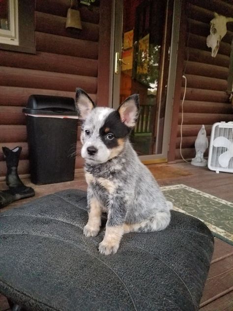 Australian Cattle Dog American Cattle Dog, Australian Heeler, Aussie Cattle Dog, Big Dogs Breeds, Biggest Dog In The World, Austrailian Cattle Dog, Blue Heeler Puppies, Red Heelers, Biggest Dog