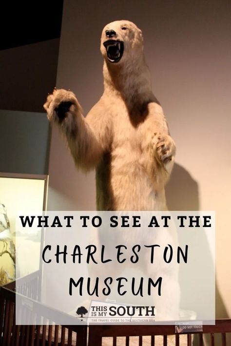 The Charleston Museum is known as "America's First Museum," founded in 1773. Visit the museum with the help of the guide from This Is My South. Filled with tips on what to see, exhibits, where to eat, and more, this guide is all you will need for your visit to the Charleston Museum. Charleston Museum, The Prince Of Tides, Washington Houses, Rainy Day Activity, Girls Weekend Getaway, Southern Travel, College Of Charleston, Charleston Travel, Colonial History