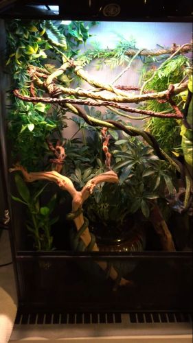 Cuban False Chameleon Enclosure, Bioactive Chameleon Enclosure, Panther Chameleon Enclosure, Veiled Chameleon Enclosure, Chameleon Enclosure Ideas, Chameleon Vivarium, Chameleon Cage Ideas, Crested Gecko Enclosure, Chameleon Terrarium