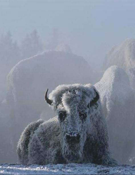 Frost covered buffalo (bison) lying on winter snow. So cold! Buffalo Animal, Best Travel Insurance, Musk Ox, American Bison, Big Sky Country, Wild Creatures, White Buffalo, Wildlife Photography, Spirit Animal