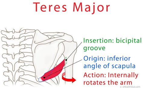 Teres major anatomy and test (video) Teres Major Muscle, Teres Major, Muscular System Anatomy, Massage Therapy School, Shoulder Anatomy, Shoulder Muscle, Muscle Tear, Farmer Life, Muscle System