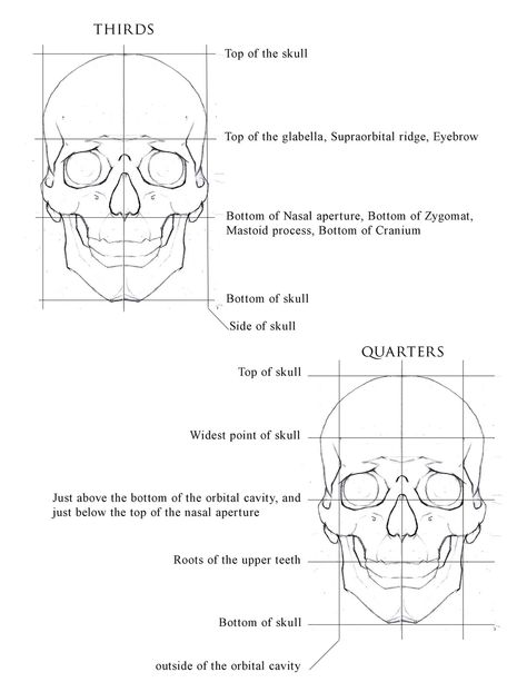 Face Proportions Drawing, Human Skull Drawing, Anatomy Head, Head Proportions, Human Face Drawing, Drawing Body Proportions, Portrait Drawing Tips, Drawing The Human Head, Drawing Proportions