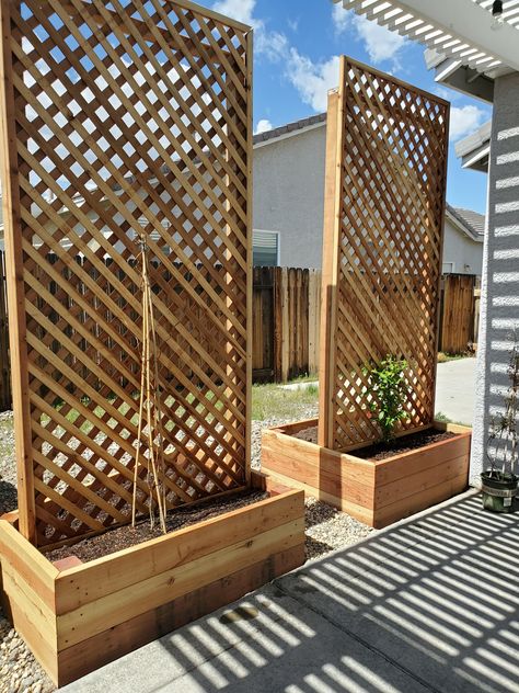 Kentucky Wisteria, Homemade Trellis, Backyard Trellis, Patio Trellis, Privacy Fence Ideas, Privacy Planter, Trellis Garden, Ideas For Backyard, Garden Privacy Screen