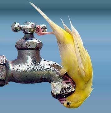 Smiles; remembering drinking from the outside faucet...wait....birds also pooped on it???!!! Bird Coloring Pages, Yellow Bird, Pretty Birds, Wild Birds, Bird Watching, Bird Feathers, Animals Friends, Love Birds, Beautiful Creatures