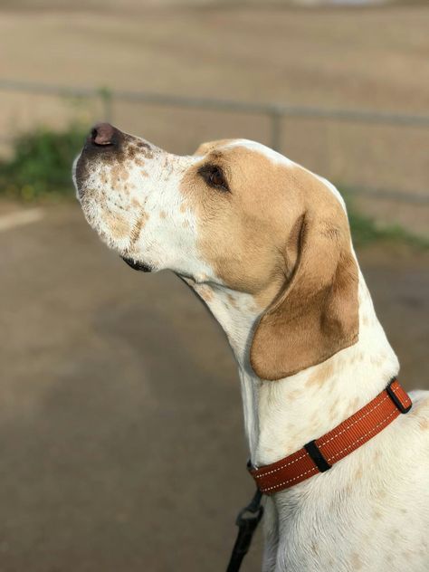 Odie...my English Pointer English Pointer Dog, English Foxhound, Hunter Dog, English Pointer, Pointer Puppies, Pointer Dog, German Shorthair, Bird Hunting, Types Of Dogs