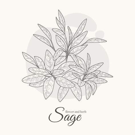 Hand drawn sage drawing illustration vectors, photos and PSD files | Free download Sage Drawing, Stationery Templates, Business Card Maker, Flyer Maker, Poster Maker, Card Banner, Poster Invitation, Vector Hand, Presentation Template Free