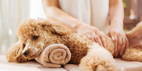 How to Massage a Dog: Tips and Tricks from a Pro | Daily Paws Massage Therapy Business, International Dog Day, Dog Spa, Dog Help, Luxury Pet, Senior Dog, Dog Training Tips, Massage Therapy, Dog Care