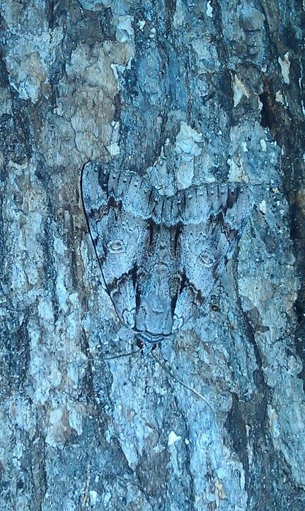 Moth...camouflage! Nature Camouflage, Moth Camouflage, Animals Camouflage, Insect Camouflage, Butterfly Camouflage, Camouflage Insects, Butterfly Cocoon, Desert Camouflage, Cool Insects