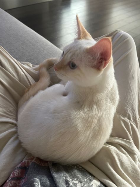 Flame Point Siamese Cats, Flame Point Siamese Kitten, Flamepoint Siamese Cats, Siamese Cats Aesthetic, Flamepoint Siamese, Cats On Glass Tables, Flame Point Siamese, Flame Point, Cute Kitty Cats