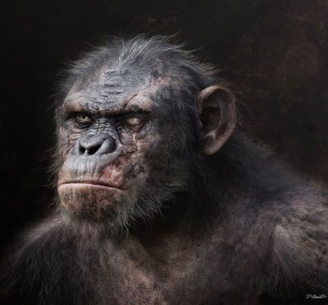 Awesome Dawn Of The Planet Of The Apes concept art Jerad Marantz, Dawn Of The Planet, Mike Rowe, Ape Monkey, Movie Artwork, Concept Art World, Planets Art, Valentine Photography, Planet Of The Apes