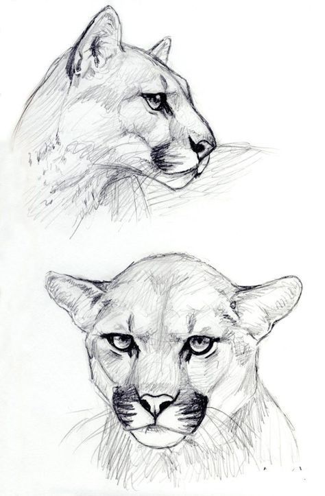 Realistic Animal Drawings, Mountain Lions, Animal Drawings Sketches, Big Cats Art, Cat Sketch, Art Drawings Sketches Creative, Dessin Adorable, Animal Sketches, Arte Animal