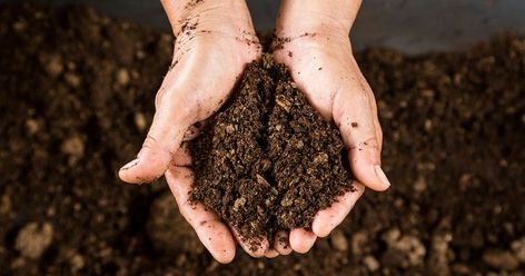 Boost your soil quality by digging, forking and mulching, in our easy soil improvement project. Read more: Bird Feeding Table, Allium Christophii, Dead Animals, Soil Texture, Urban Gardens, Gardening Projects, Plant Nutrients, Soil Testing, Soil Layers