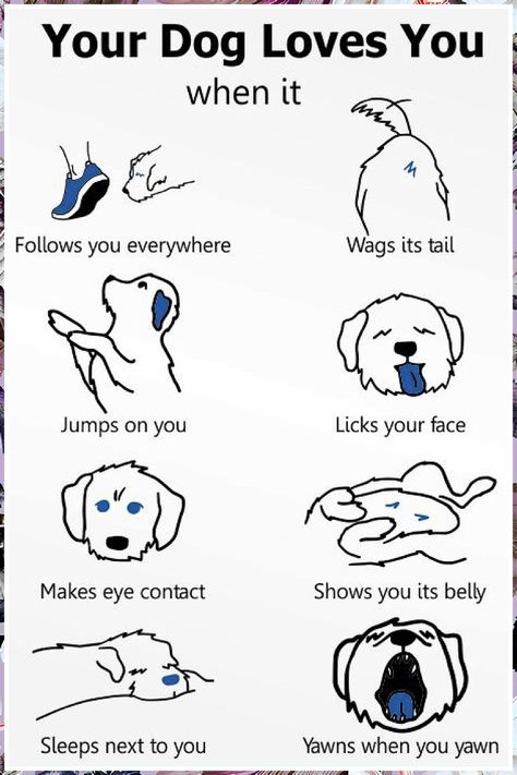 Dog Training - Fantastic! I like them - Visit to See More NOW! Dog Body Language, Dog Remedies, Dog Behavior Problems, Dog Language, Dog Brain, Dog Things, Dog Facts, Dog Info, Dog Tips