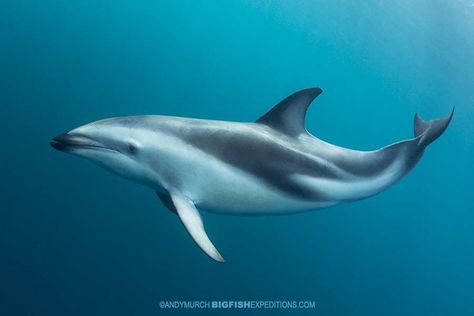 Dolphin Species, Dusky Dolphin, Underwater Beauty, Big Animals, Animal Anatomy, Marine Mammals, Big Fish, Anatomy Reference, Sealife