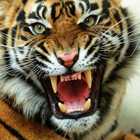 Tiger Face, A Tiger, Black And White, White, Black