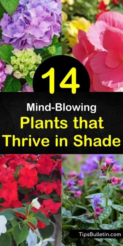 Outdoor Plants For Shaded Porch, Gardens For Shaded Areas, Shady Evergreen Plants, Planting In Shaded Areas, Evergreens For Shaded Areas, Plants For The Shade Backyards, Flowers For Shady Areas, Garden Ideas Shaded Area, Shade Loving Plants For Containers