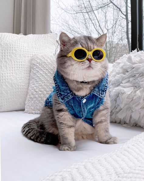 Benson, el gatito rescatado que ama vestir looks a la moda Kittens In Costumes, Gatos Cool, Silly Cats Pictures, Cute Animals Images, Cat Photography, Cat Costumes, Cat Accessories, Pet Costumes