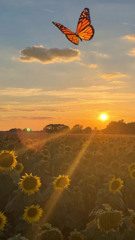 Butterflies Aesthetic, Brown Aesthetic, The Sunset, Butterflies, Avatar, Sunflower