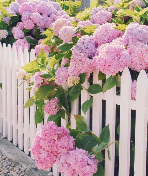 Pink hydrangeas + white picket fence. Is there really a better pair than that? ❤️ ? Hydrangea Garden, White Picket Fence, Pink Hydrangea, White Hydrangea, Picket Fence, Spring Blooms, Garden Cottage, Front Garden, Pink And Purple