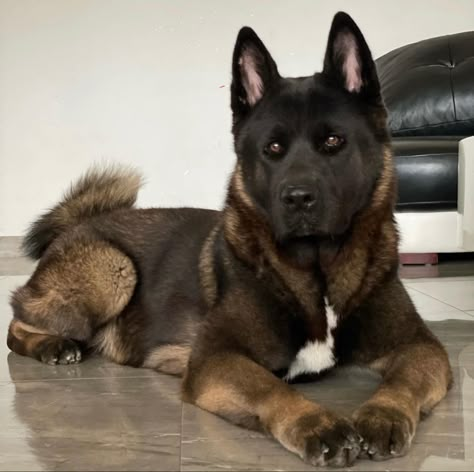 Guard Dog Breeds, American Akita, Scary Dogs, Spoiled Dogs, Akita Dog, Pretty Dogs, Silly Dogs, Working Dogs, Siberian Husky