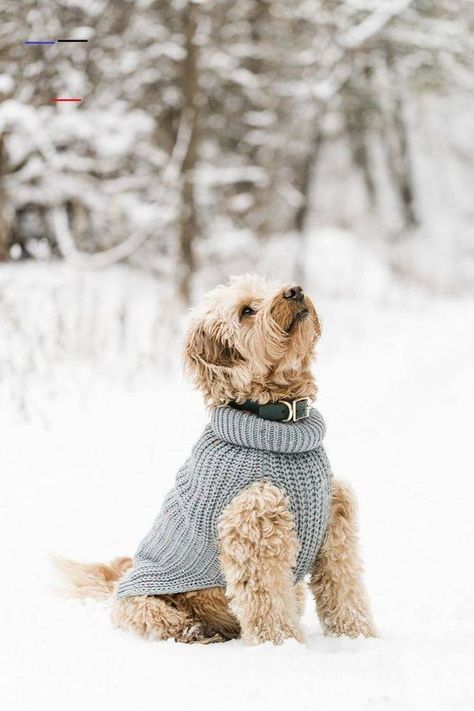 Dog Photography Winter, Animal Photoshoot, Cute Doodle, Photography Winter, Dog Photoshoot, Corgi Funny, City Dog, Dog Happy, Happy Tails