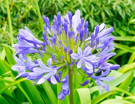 Lily Of The Nile, African Lily, Painting Shutters, Summer Flowering Bulbs, Planting Tips, Evergreen Garden, Small Pots, When To Plant, Blue Lily